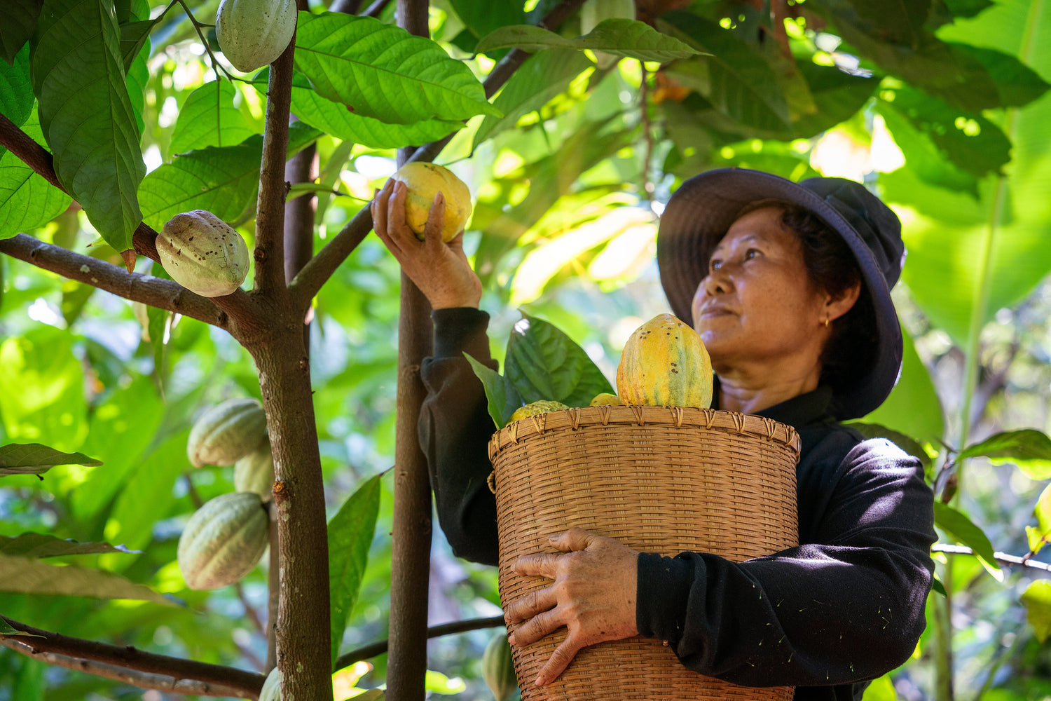 Cacao farmer from the Dominican Republic holding an organic cacao bean to make vegan and organic chocolate