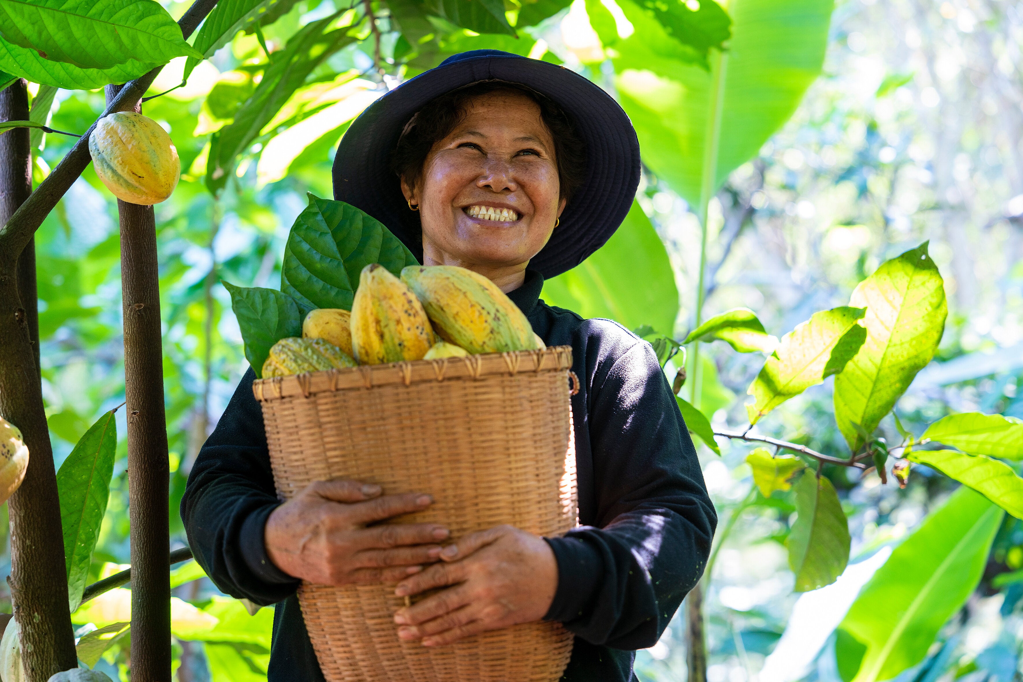 Cacao farmer holding organic cacao bean to make vegan and organic chocolate.