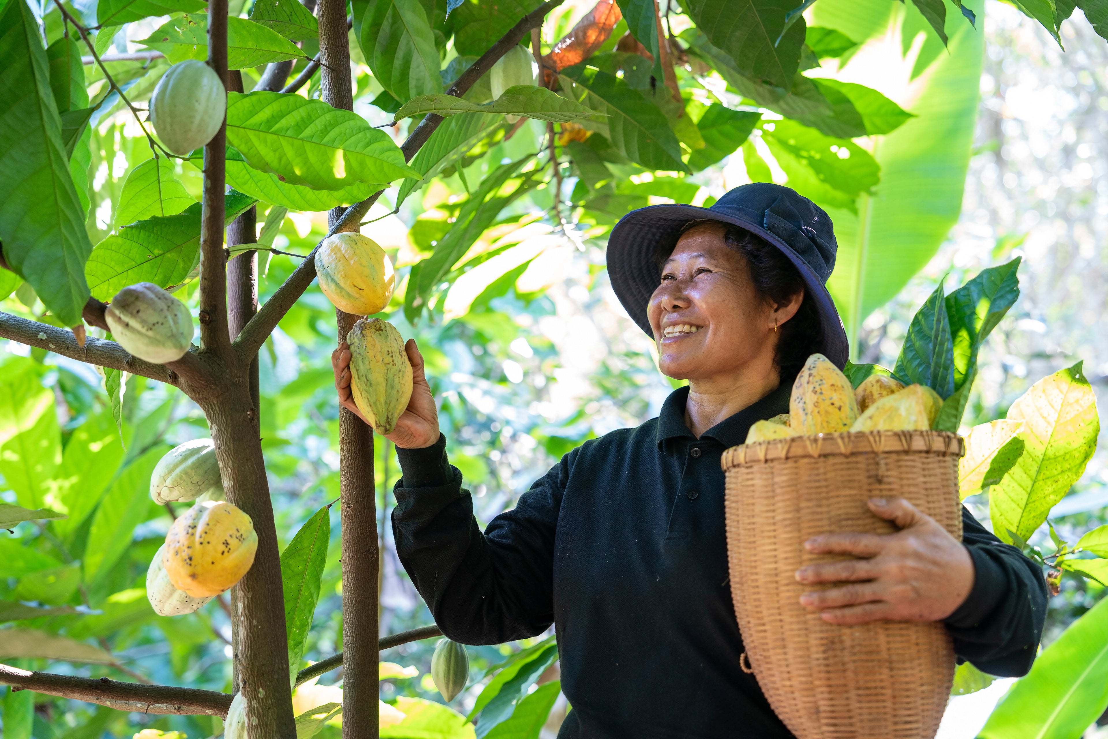 Cacao farmer holding organic cacao bean to make vegan and organic chocolate.